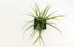 Carex morrowii 'Variegata'