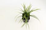 Carex morrowii 'Variegata'