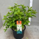 Hydrangea pan. 'Phantom'