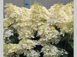 Hydrangea pan. 'Phantom'