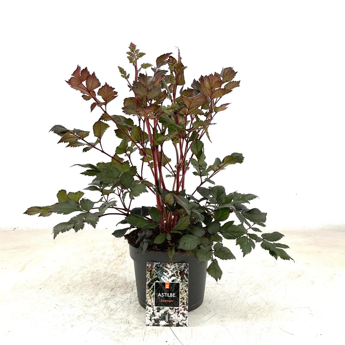 Astilbe c. 'Spotlight'