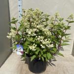 Hydrangea pan. 'Wim's Red'