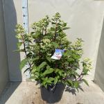 Hydrangea pan. 'Wim's Red'