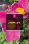 Anemone h. 'Emmy Deep Rose', rose