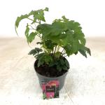 Anemone h. 'Emmy Deep Rose', rose