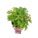 Anemone h. 'Emmy Deep Rose', rose