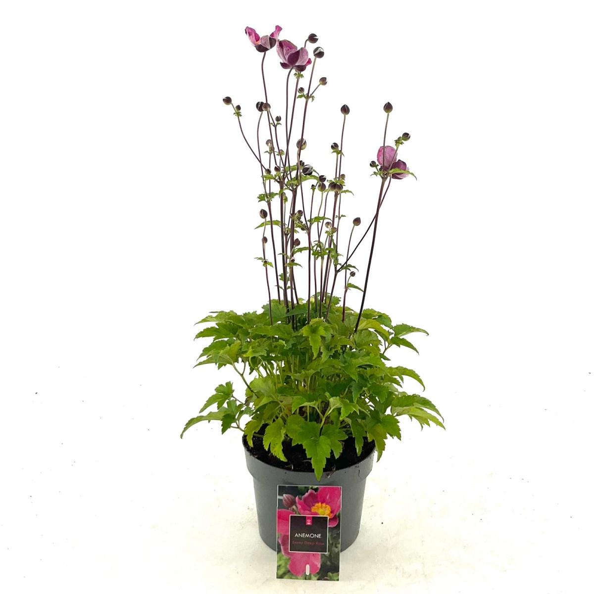 Anemone h. 'Emmy Deep Rose', rose