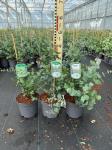 Eucalyptus gunnii