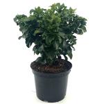 Ligustrum j. 'Rotundifolium'