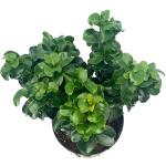 Ligustrum j. 'Rotundifolium'