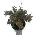 Berberis thunb. 'Atropurpurea Nana'