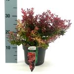 Berberis thunb. 'Ruby Star'