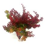 Berberis thunb. 'Ruby Star'
