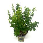 Berberis thunb. 'Powwow'