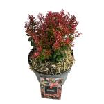 Berberis thunb. 'Bagatelle'