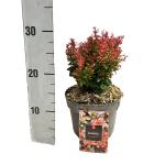 Berberis thunb. 'Bagatelle'