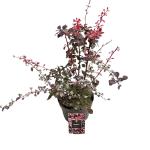 Berberis thunb. 'Harlequin'