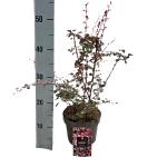 Berberis thunb. 'Harlequin'