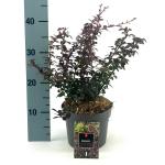 Berberis thunb. 'Dart's Red Lady'