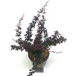 Berberis thunb. 'Dart's Red Lady'