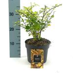 Berberis thunb. 'Aurea'