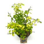 Berberis thunb. 'Aurea'