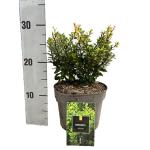 Berberis thunb. 'Kobold'