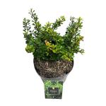 Berberis thunb. 'Kobold'