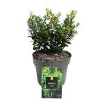 Berberis thunb. 'Kobold'