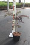 Albizia julibr. 'Summer Chocolate'