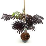 Albizia julibr. 'Summer Chocolate'