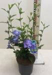 Hibiscus syr. Blue Chiffon
