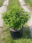 Hydrangea pan. Bobo