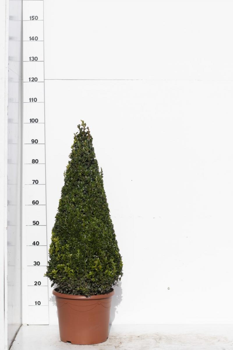 Buxus sempervirens, kegel