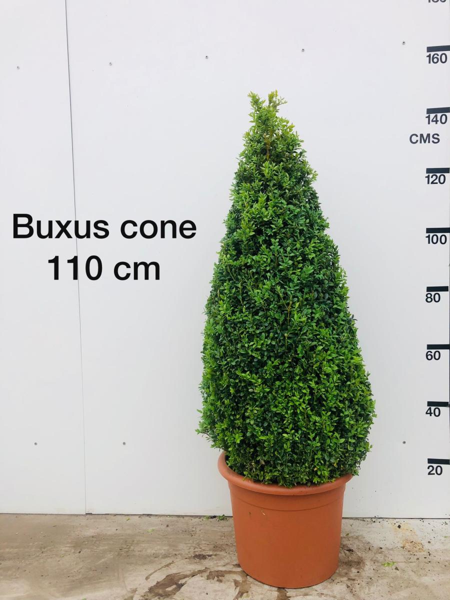 Buxus sempervirens, kegel