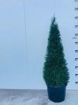 Taxus baccata, kegel