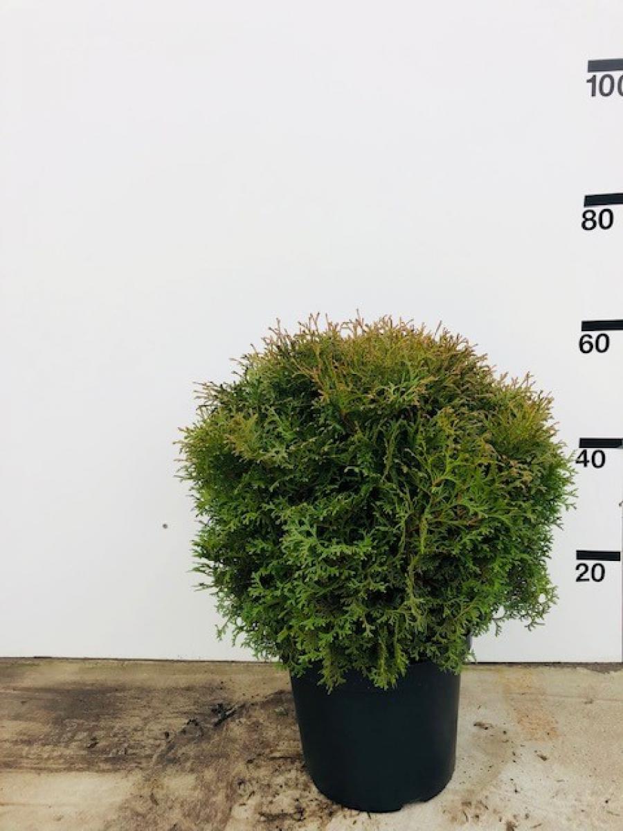 Thuja occ. 'Tiny Tim', bol