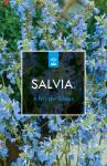 Salvia uliginosa 'African Skies', blauw