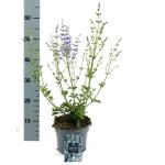 Salvia uliginosa 'African Skies', blauw