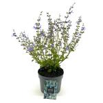 Salvia uliginosa 'African Skies', blauw