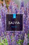 Salvia nem. 'Rianne'
