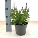 Salvia nem. 'Rianne'