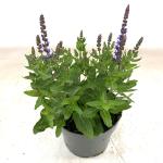 Salvia nem. 'Rianne'