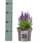 Salvia nem. 'Rianne'