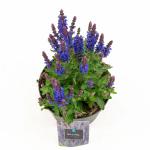 Salvia nem. 'Rianne'