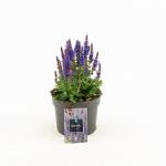 Salvia nem. 'Rianne'