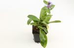 Centaurea montana