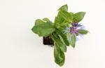 Centaurea montana