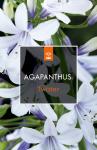 Agapanthus Twister