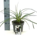 Agapanthus Twister